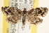  ( - CCDB-22975-F06)  @14 [ ] CreativeCommons - Attribution (2014) CBG Photography Group Centre for Biodiversity Genomics