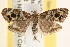  ( - CCDB-22975-F07)  @14 [ ] CreativeCommons - Attribution (2014) CBG Photography Group Centre for Biodiversity Genomics