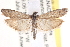  (Homoeosoma oslarellum - CCDB-22976-C11)  @13 [ ] CreativeCommons - Attribution (2014) CBG Photography Group Centre for Biodiversity Genomics