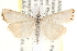  ( - CCDB-22976-C12)  @15 [ ] CreativeCommons - Attribution (2014) CBG Photography Group Centre for Biodiversity Genomics