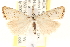  (Agriphila plumbifimbriellus - CCDB-22976-E05)  @15 [ ] CreativeCommons - Attribution (2014) CBG Photography Group Centre for Biodiversity Genomics