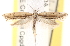  ( - CCDB-22976-F06)  @14 [ ] CreativeCommons - Attribution (2014) CBG Photography Group Centre for Biodiversity Genomics