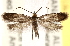  (Cauchas cyanella - CCDB-22976-H06)  @14 [ ] CreativeCommons - Attribution (2014) CBG Photography Group Centre for Biodiversity Genomics