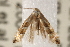  ( - CCDB-22977-A12)  @14 [ ] CreativeCommons - Attribution (2014) CBG Photography Group Centre for Biodiversity Genomics