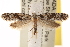  ( - CCDB-22977-C09)  @13 [ ] CreativeCommons - Attribution (2014) CBG Photography Group Centre for Biodiversity Genomics
