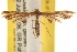  ( - CCDB-22977-G10)  @13 [ ] CreativeCommons - Attribution (2014) CBG Photography Group Centre for Biodiversity Genomics