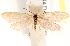  ( - CCDB-22978-A04)  @11 [ ] CreativeCommons - Attribution (2014) CBG Photography Group Centre for Biodiversity Genomics