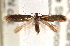  (Coptotriche admirabilis - CCDB-22978-A07)  @14 [ ] CreativeCommons - Attribution (2014) CBG Photography Group Centre for Biodiversity Genomics