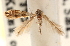  ( - CCDB-22978-B07)  @13 [ ] CreativeCommons - Attribution (2014) CBG Photography Group Centre for Biodiversity Genomics