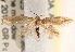  (Argyresthia flexilis - CCDB-22978-B08)  @14 [ ] CreativeCommons - Attribution (2014) CBG Photography Group Centre for Biodiversity Genomics