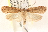  (Agonopterix rosaciliella - CCDB-22978-C10)  @15 [ ] CreativeCommons - Attribution (2014) CBG Photography Group Centre for Biodiversity Genomics