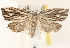  ( - CCDB-22978-F08)  @13 [ ] CreativeCommons - Attribution (2014) CBG Photography Group Centre for Biodiversity Genomics
