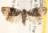  ( - CCDB-22978-H05)  @14 [ ] CreativeCommons - Attribution (2014) CBG Photography Group Centre for Biodiversity Genomics