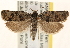  ( - CCDB-22979-C05)  @13 [ ] CreativeCommons - Attribution (2014) CBG Photography Group Centre for Biodiversity Genomics