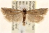  ( - CCDB-22979-D03)  @11 [ ] CreativeCommons - Attribution (2014) CBG Photography Group Centre for Biodiversity Genomics