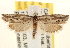  ( - CCDB-22979-D07)  @14 [ ] CreativeCommons - Attribution (2014) CBG Photography Group Centre for Biodiversity Genomics