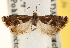  ( - CCDB-22979-E01)  @11 [ ] CreativeCommons - Attribution (2014) CBG Photography Group Centre for Biodiversity Genomics