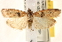  ( - CCDB-22979-F03)  @13 [ ] CreativeCommons - Attribution (2014) CBG Photography Group Centre for Biodiversity Genomics