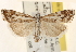  ( - CCDB-22979-F11)  @14 [ ] CreativeCommons - Attribution (2014) CBG Photography Group Centre for Biodiversity Genomics