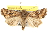  ( - CCDB-22979-G08)  @14 [ ] CreativeCommons - Attribution (2014) CBG Photography Group Centre for Biodiversity Genomics