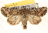 ( - CCDB-22979-G09)  @14 [ ] CreativeCommons - Attribution (2014) CBG Photography Group Centre for Biodiversity Genomics