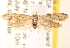  (Holcocera chalcofrontella - CCDB-22980-C03)  @15 [ ] CreativeCommons - Attribution (2014) CBG Photography Group Centre for Biodiversity Genomics
