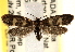  ( - CCDB-22980-F02)  @14 [ ] CreativeCommons - Attribution (2014) CBG Photography Group Centre for Biodiversity Genomics