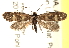  (Greya - CCDB-22980-F05)  @15 [ ] CreativeCommons - Attribution (2014) CBG Photography Group Centre for Biodiversity Genomics