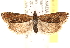  ( - CCDB-22980-H06)  @13 [ ] CreativeCommons - Attribution (2014) CBG Photography Group Centre for Biodiversity Genomics