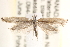  (Plutella sp. PH01 - CCDB-23267-A10)  @14 [ ] CreativeCommons - Attribution (2014) CBG Photography Group Centre for Biodiversity Genomics