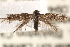  (Douglasiidae - CCDB-23267-B02)  @16 [ ] CreativeCommons - Attribution (2014) CBG Photography Group Centre for Biodiversity Genomics