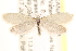  (Greya subalba - CCDB-23267-B12)  @15 [ ] CreativeCommons - Attribution (2014) CBG Photography Group Centre for Biodiversity Genomics