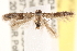  ( - CCDB-23267-C04)  @14 [ ] CreativeCommons - Attribution (2014) CBG Photography Group Centre for Biodiversity Genomics