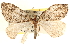  (Cidariini - CCDB-23267-D07)  @16 [ ] CreativeCommons - Attribution (2014) CBG Photography Group Centre for Biodiversity Genomics