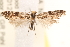  ( - CCDB-23267-F11)  @13 [ ] CreativeCommons - Attribution (2014) CBG Photography Group Centre for Biodiversity Genomics
