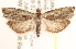  ( - CCDB-23267-G09)  @14 [ ] CreativeCommons - Attribution (2014) CBG Photography Group Centre for Biodiversity Genomics