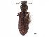  ( - CCDB-28533-H04)  @11 [ ] CreativeCommons - Attribution (2015) CBG Photography Group Centre for Biodiversity Genomics