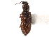  ( - CCDB-28533-H08)  @11 [ ] CreativeCommons - Attribution (2015) CBG Photography Group Centre for Biodiversity Genomics