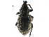  (Barynotus obscurus - CCDB-28534-D10)  @11 [ ] CreativeCommons - Attribution (2015) CBG Photography Group Centre for Biodiversity Genomics