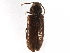  ( - CCDB-28534-E01)  @11 [ ] CreativeCommons - Attribution (2015) CBG Photography Group Centre for Biodiversity Genomics