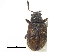  ( - CCDB-28535-D02)  @11 [ ] CreativeCommons - Attribution (2015) CBG Photography Group Centre for Biodiversity Genomics