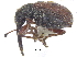  ( - CCDB-28535-D05)  @11 [ ] CreativeCommons - Attribution (2015) CBG Photography Group Centre for Biodiversity Genomics