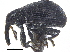  ( - CCDB-28535-E01)  @11 [ ] CreativeCommons - Attribution (2015) CBG Photography Group Centre for Biodiversity Genomics