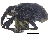  ( - CCDB-28535-E02)  @11 [ ] CreativeCommons - Attribution (2015) CBG Photography Group Centre for Biodiversity Genomics