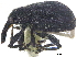  ( - CCDB-28535-E03)  @11 [ ] CreativeCommons - Attribution (2015) CBG Photography Group Centre for Biodiversity Genomics