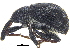 ( - CCDB-28535-E04)  @11 [ ] CreativeCommons - Attribution (2015) CBG Photography Group Centre for Biodiversity Genomics