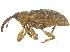  ( - CCDB-28535-E06)  @11 [ ] CreativeCommons - Attribution (2015) CBG Photography Group Centre for Biodiversity Genomics