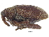  ( - CCDB-28535-F06)  @11 [ ] CreativeCommons - Attribution (2015) CBG Photography Group Centre for Biodiversity Genomics