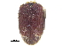  ( - CCDB-28535-F10)  @11 [ ] CreativeCommons - Attribution (2015) CBG Photography Group Centre for Biodiversity Genomics