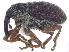  ( - CCDB-28535-G04)  @11 [ ] CreativeCommons - Attribution (2015) CBG Photography Group Centre for Biodiversity Genomics